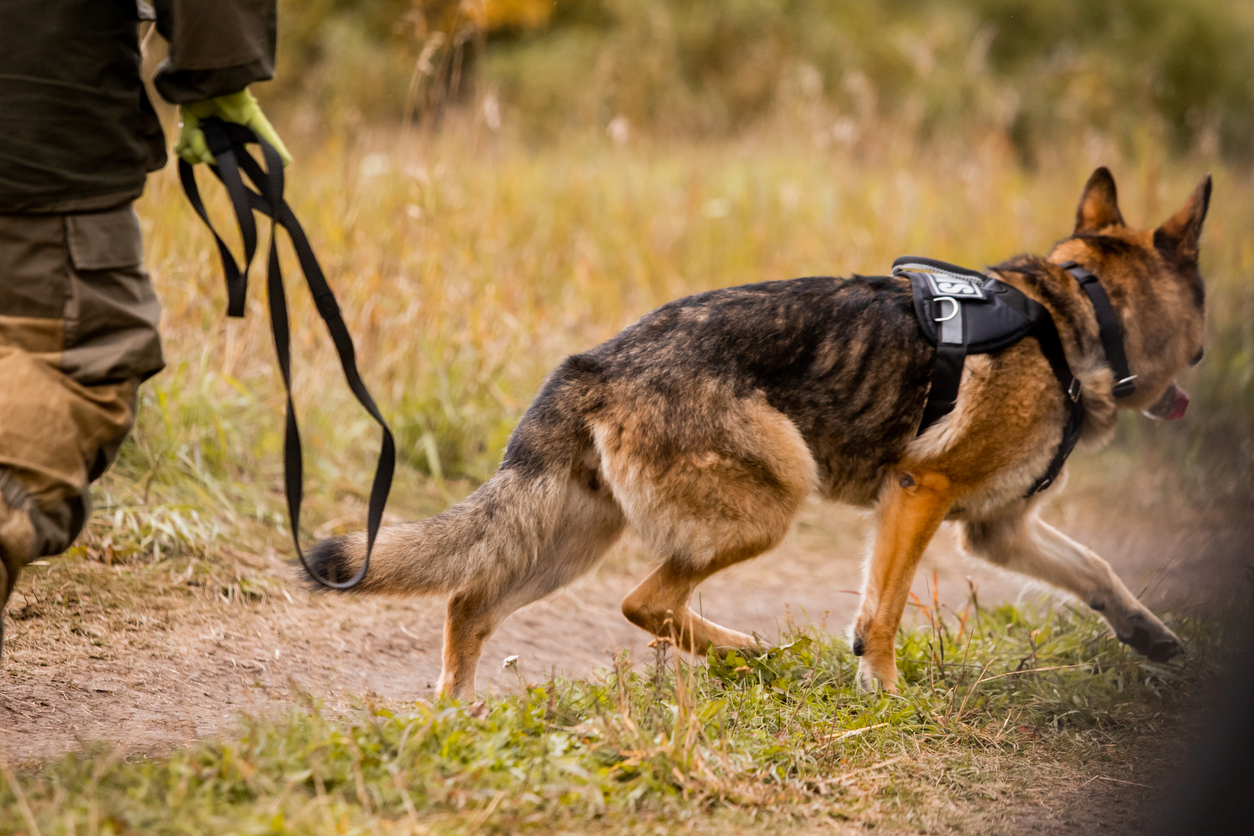 Oude politiehond doet bijzondere vondst met behulp van zijn baasje