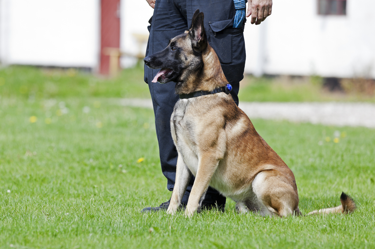 Oude politiehond doet bijzondere vondst met behulp van zijn baasje