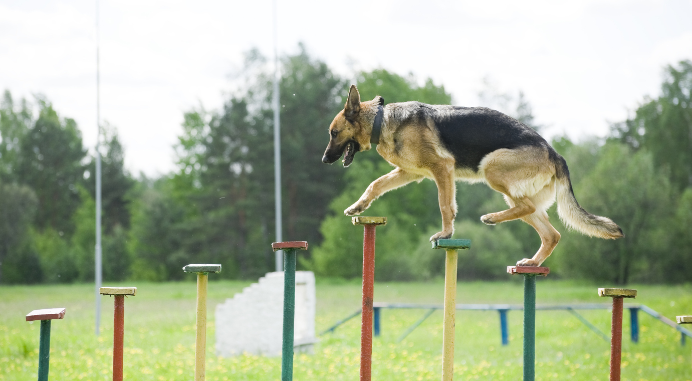 Oude politiehond doet bijzondere vondst met behulp van zijn baasje