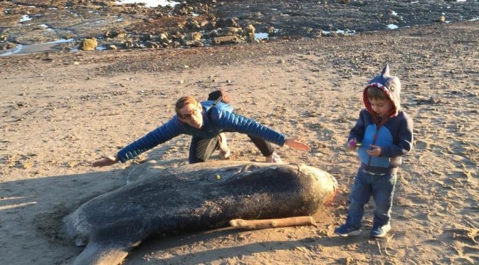 Massive, Mysterious Sea Monster Found on California Beach Stumps Scientists