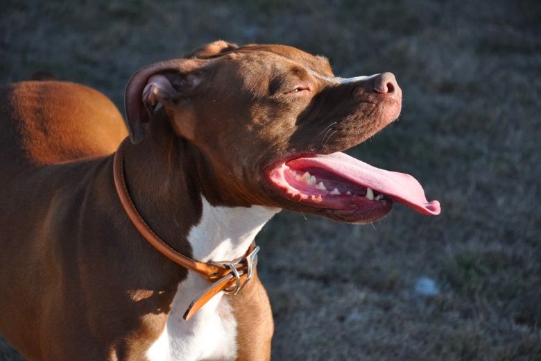 Man vindt pitbull vastgebonden aan een boom en leest het briefje dat er naast ligt
