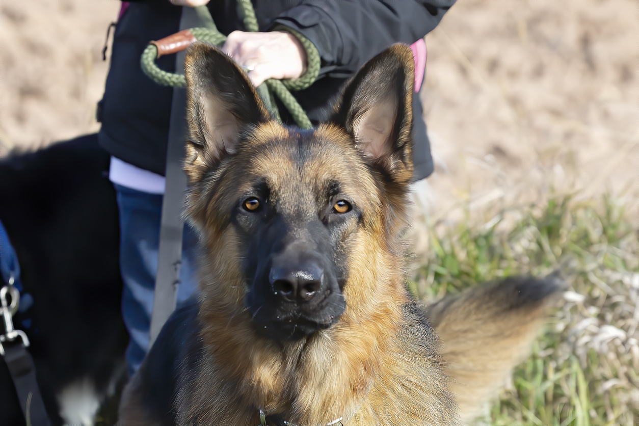 Oude politiehond doet bijzondere vondst met behulp van zijn baasje