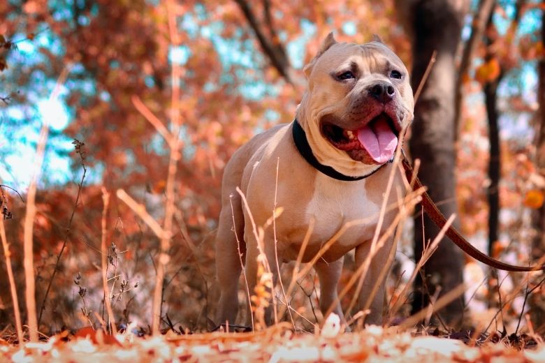 Man vindt pitbull vastgebonden aan een boom en leest het briefje dat er naast ligt
