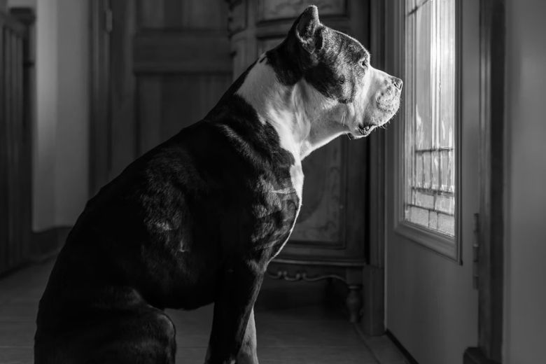 Man vindt pitbull vastgebonden aan een boom en leest het briefje dat er naast ligt