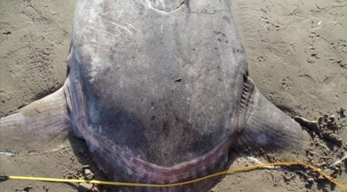 Massive, Mysterious Sea Monster Found on California Beach Stumps Scientists