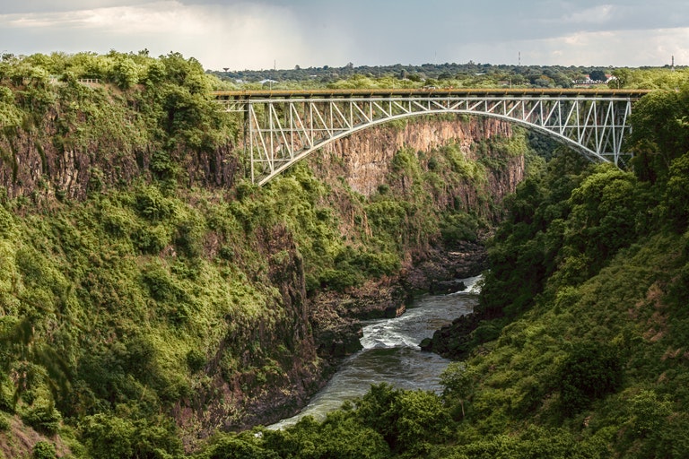 Ten lew został zauważony na wolności - weterynarz jest zszokowany, gdy zdaje sobie sprawę, dlaczego jest tak ogromny