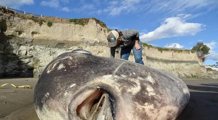 Massive, Mysterious Sea Monster Found on California Beach Stumps Scientists