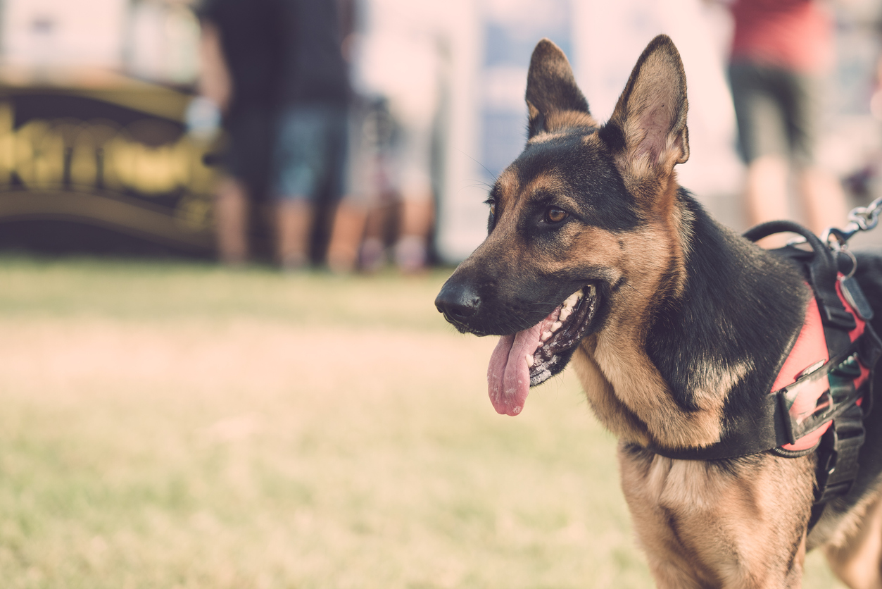 Oude politiehond doet bijzondere vondst met behulp van zijn baasje