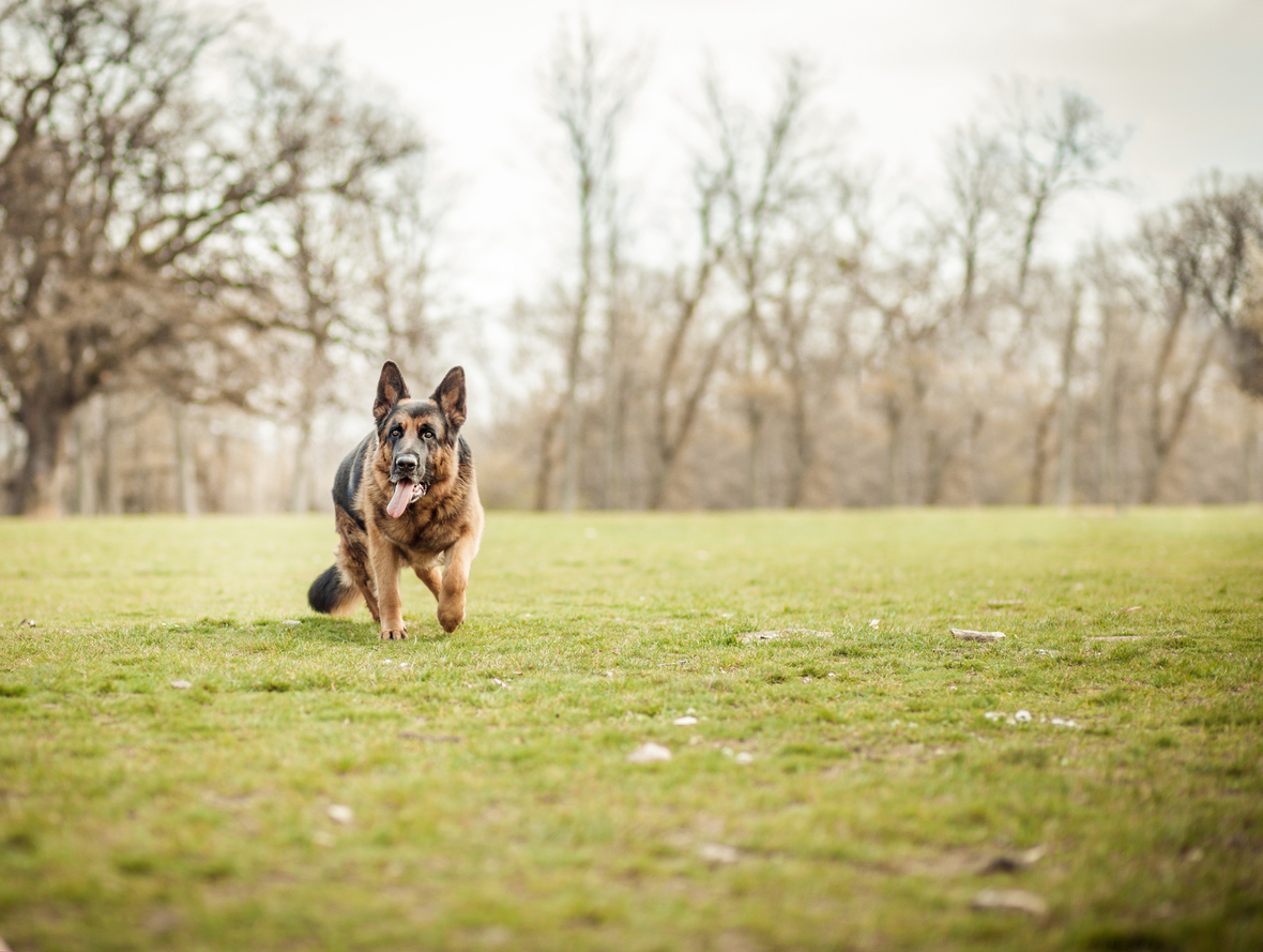 Oude politiehond doet bijzondere vondst met behulp van zijn baasje