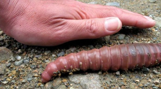 Leven er gigantische regenwormen in jouw achtertuin? Leer de waarheid achter deze mysterieuze wezens