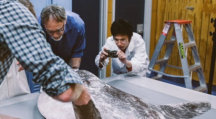 Massive, Mysterious Sea Monster Found on California Beach Stumps Scientists