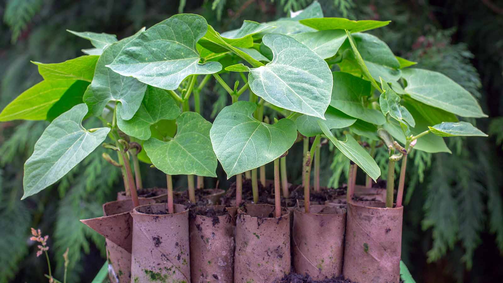 Our top 14 genius garden hacks that will save you a lot of money and time