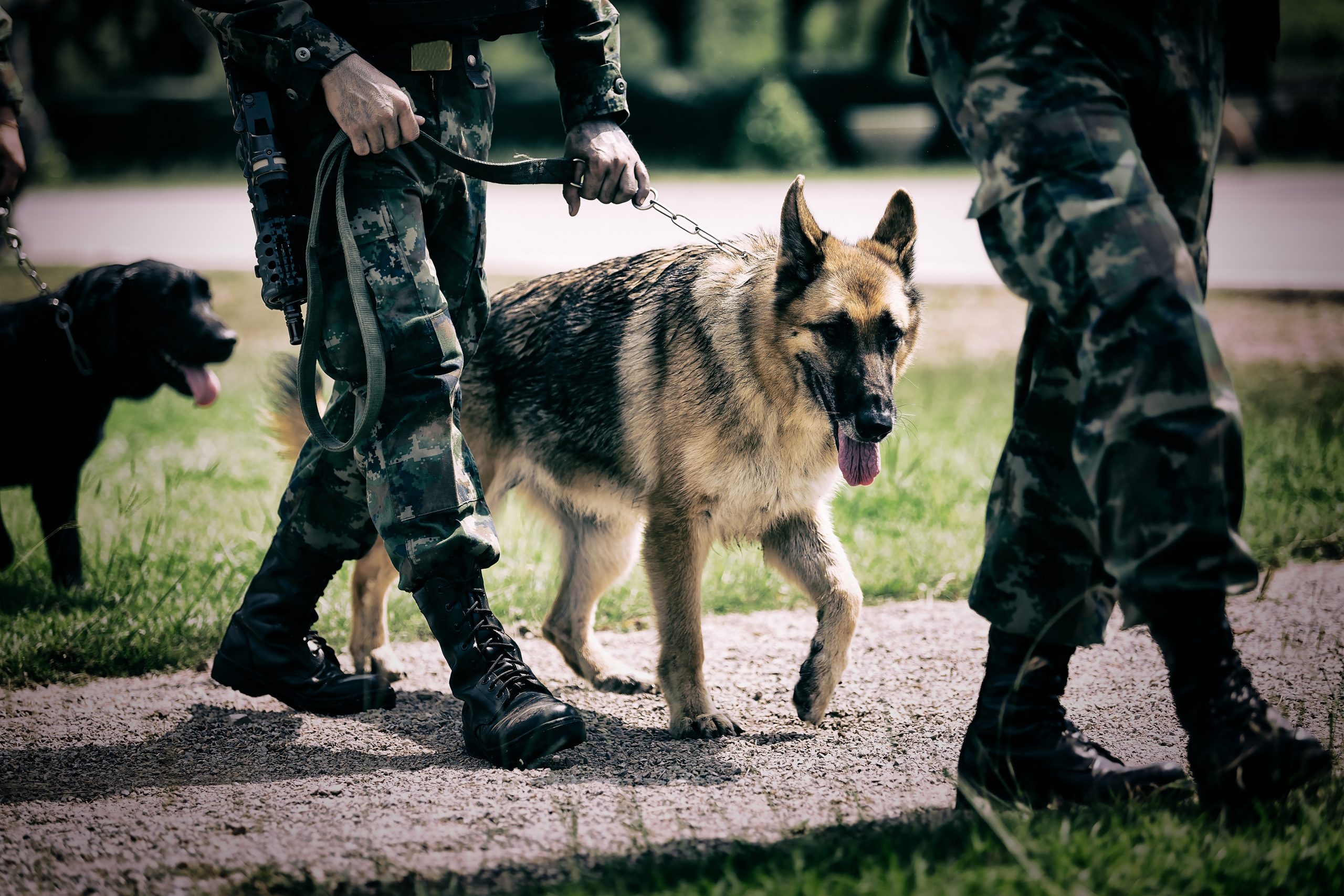 Oude politiehond doet bijzondere vondst met behulp van zijn baasje