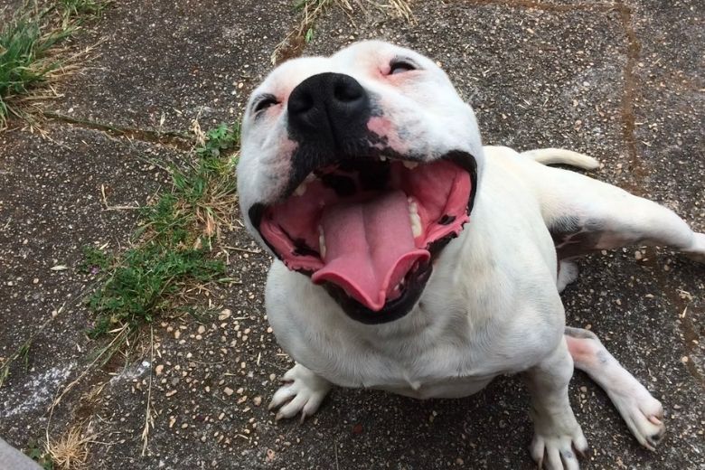 Man vindt pitbull vastgebonden aan een boom en leest het briefje dat er naast ligt