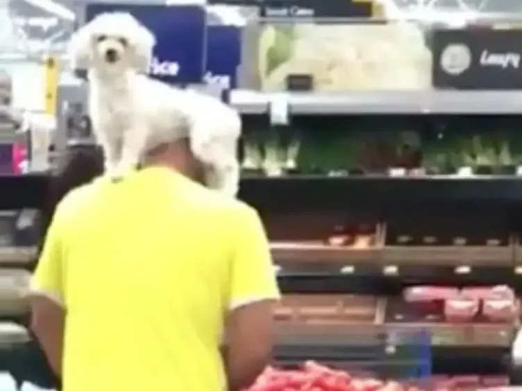 Aisle Antics: 37 sytuacji, w których zakupy spożywcze okazały się przezabawne!
