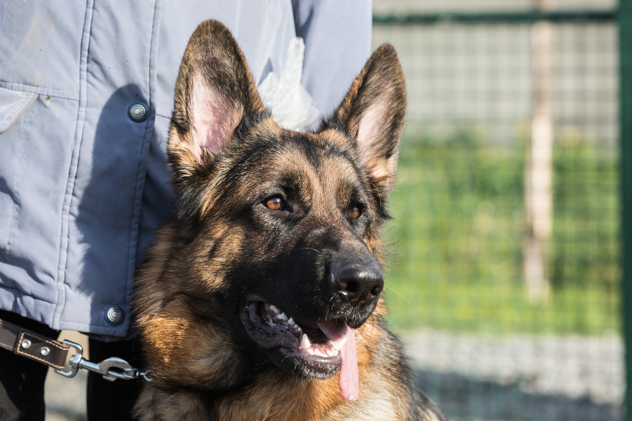 Oude politiehond doet bijzondere vondst met behulp van zijn baasje