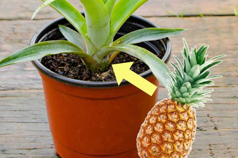 Why You Should Stop Throwing Away The Top Leaves Of Your Pineapples