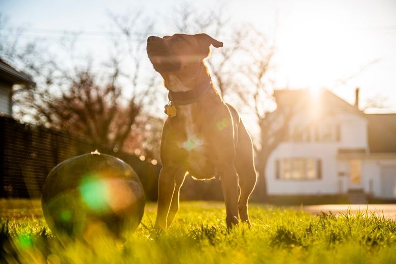 Man vindt pitbull vastgebonden aan een boom en leest het briefje dat er naast ligt