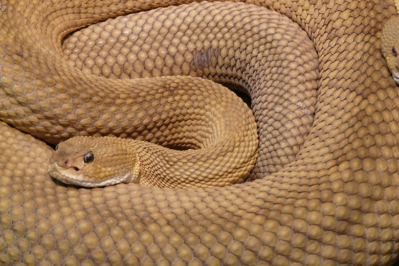 Man vindt gigantische slangenkuil en is geschokt als hij ontdekt wat er op de bodem ligt