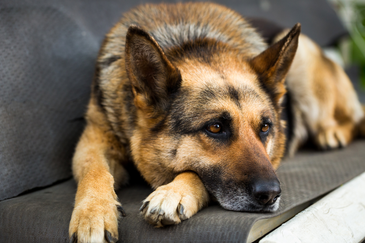 Oude politiehond doet bijzondere vondst met behulp van zijn baasje