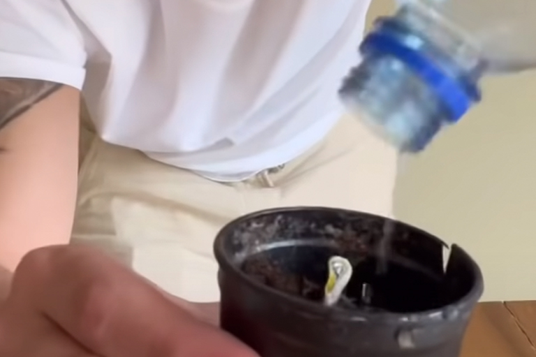 Ze deed een citroenpitje in een glas water en je gelooft niet wat er gebeurde!