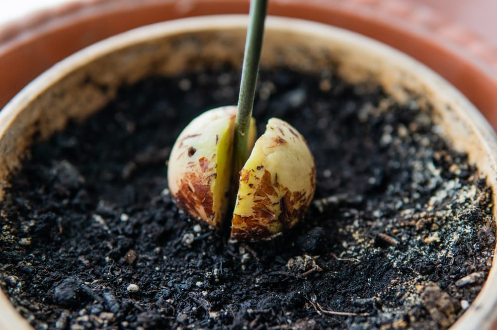 Our top 14 genius garden hacks that will save you a lot of money and time