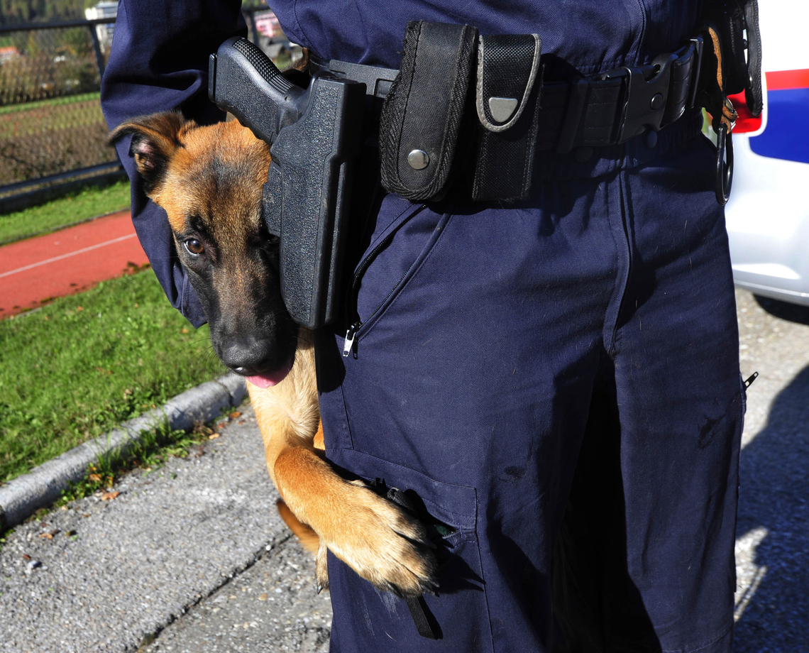 Oude politiehond doet bijzondere vondst met behulp van zijn baasje