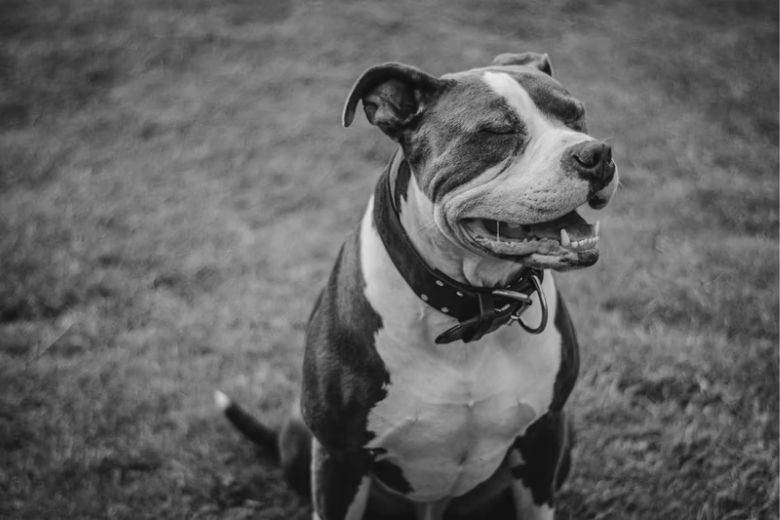 Man vindt pitbull vastgebonden aan een boom en leest het briefje dat er naast ligt