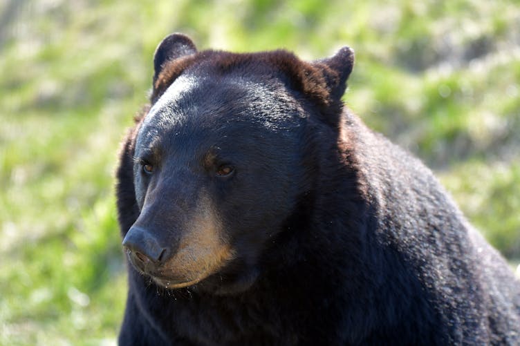 Una donna segue un orso nella foresta dopo che si è avvicinato inaspettatamente a lei alla fermata dell'autobus