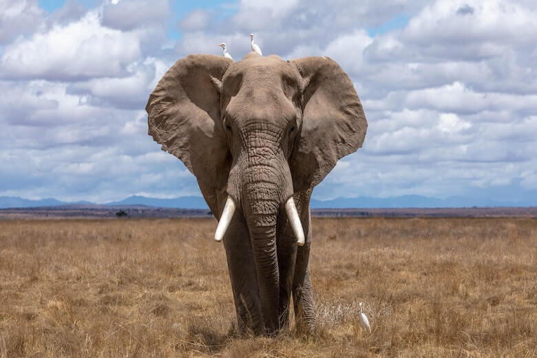 Speciale: madre elefante ringrazia i soccorritori dopo aver salvato il suo piccolo