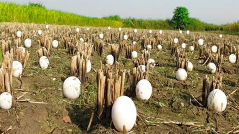 Un agricoltore trova centinaia di strane uova nelle sue coltivazioni, ma quando si schiudono scoppia in lacrime