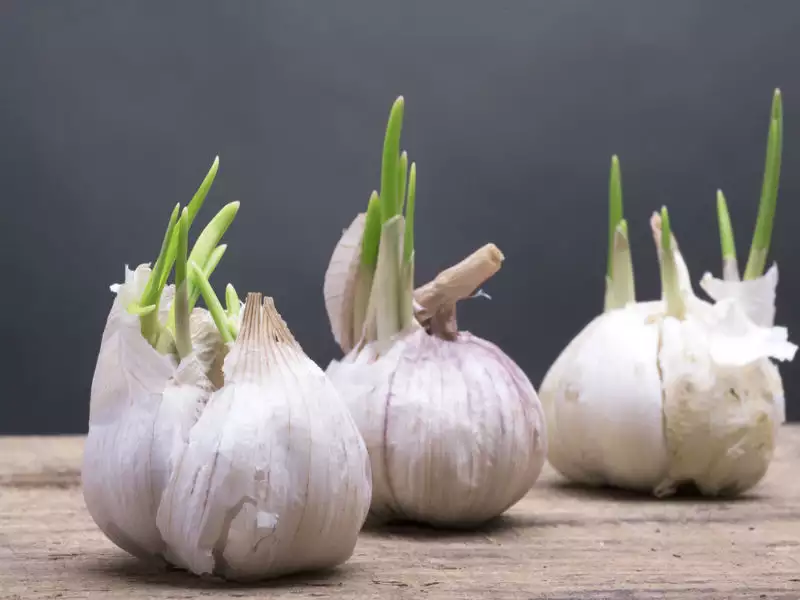 Leftover Garlic Clove? This Is How You Grow Your Own Garlic 