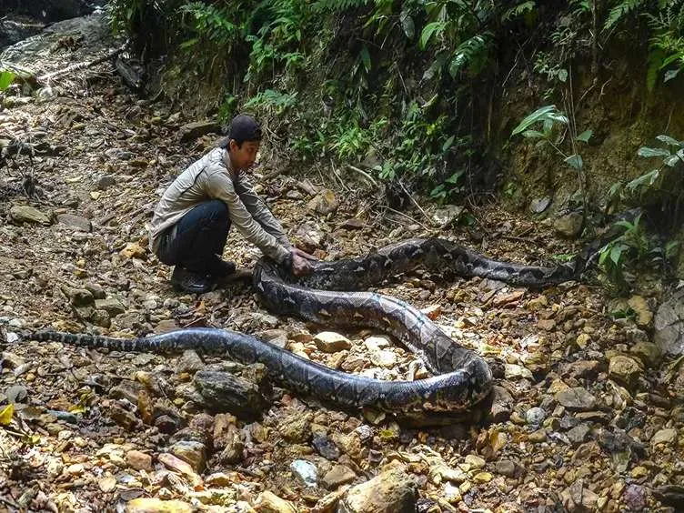 Questi operai hanno trovato un serpente gigante: non crederete mai a cosa hanno trovato dentro!