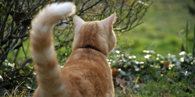 Hai sempre trovato i gatti del tuo vicino nel tuo giardino? Questo trucco per gatti li terrà lontani!