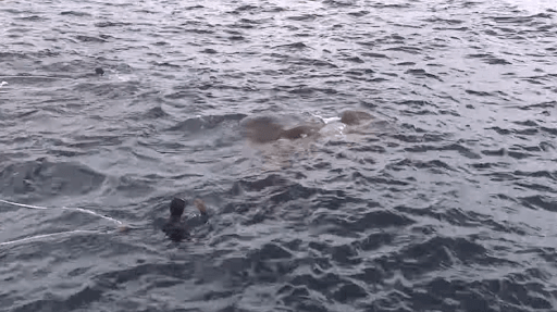 Filmato scioccante: La Marina Militare si trova faccia a faccia con un'enorme creatura nell'acqua