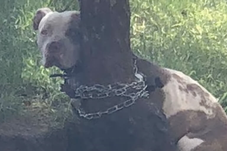 Un uomo trova un pitbull legato ad un albero e legge la lettera che giace accanto ad esso