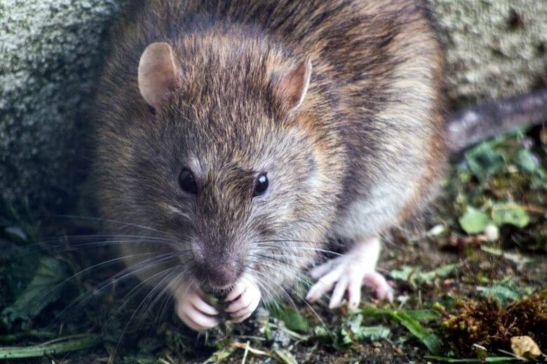 Bizzarro: il ratto esce dal bagno e morde le natiche della donna mentre è in bagno