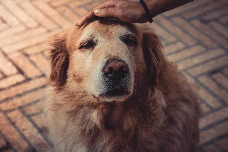 Come riconoscere se il tuo animale domestico è soggetto a demenza