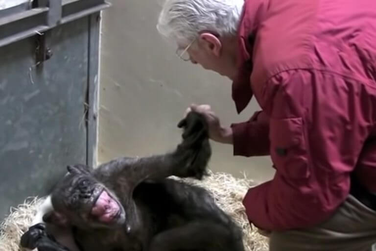 Un video che scalda il cuore: Uno scimpanzé di 59 anni dice addio a un vecchio amico