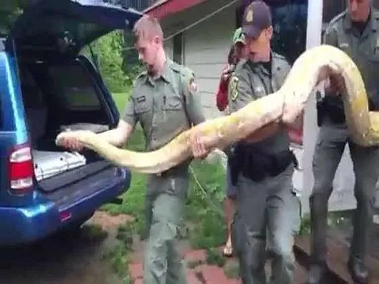 Questi operai hanno trovato un serpente gigante: non crederete mai a cosa hanno trovato dentro!