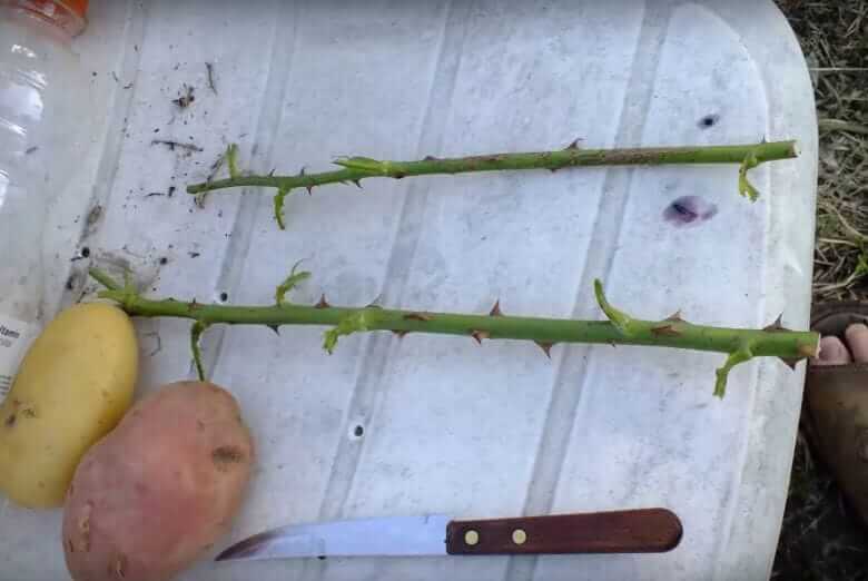 Guarda cosa succede in una settimana se infili una rosa in una patata! Incredibile!