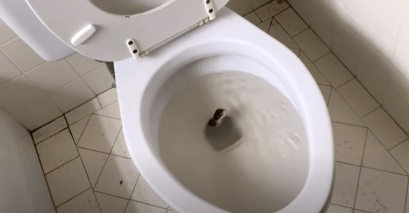 Uomo trova un "serpente" nel water - Quando l'esperto lo vede, sussurra: "Non è un serpente...".