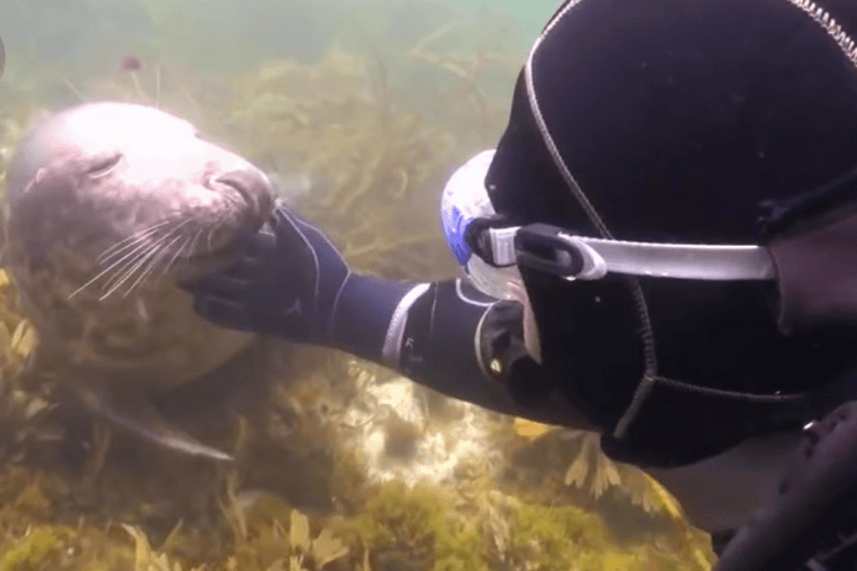 Il sub non ha capito cosa volesse la foca finché l'animale non gli ha afferrato la mano