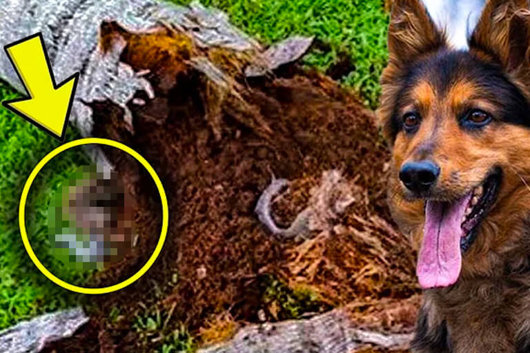 Un cane poliziotto in pensione fa una scoperta interessante con l'aiuto del suo padrone