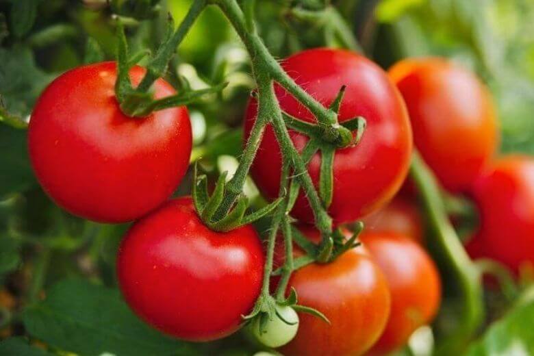 Tutti commettiamo questo errore quando prepariamo i pomodori