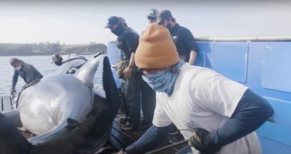 Questi marinai hanno trovato uno squalo gigante - Non crederete mai a cosa hanno trovato dentro!