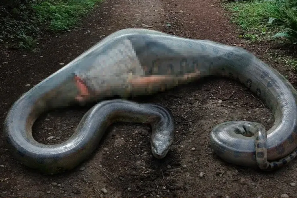La scoperta del corpo di un alligatore gigante lascia gli scienziati a bocca aperta!