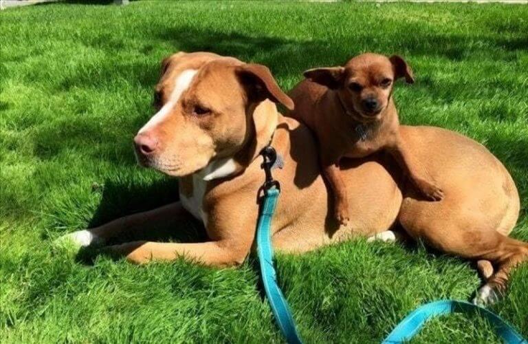 Questo pitbull si è rifiutato di lasciare il rifugio senza il suo amico chihuahua