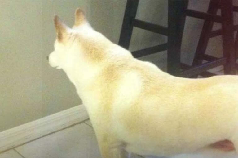 L'uomo installa una telecamera dopo che il cane fissa un punto sul muro per giorni
