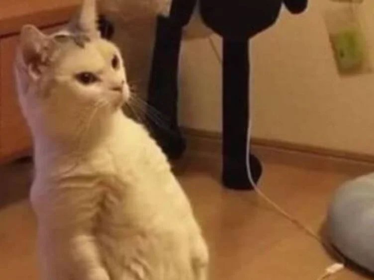 고양이 주인을 위한 30가지 팁: 고양이 이해와 돌봄을 위한 가이드